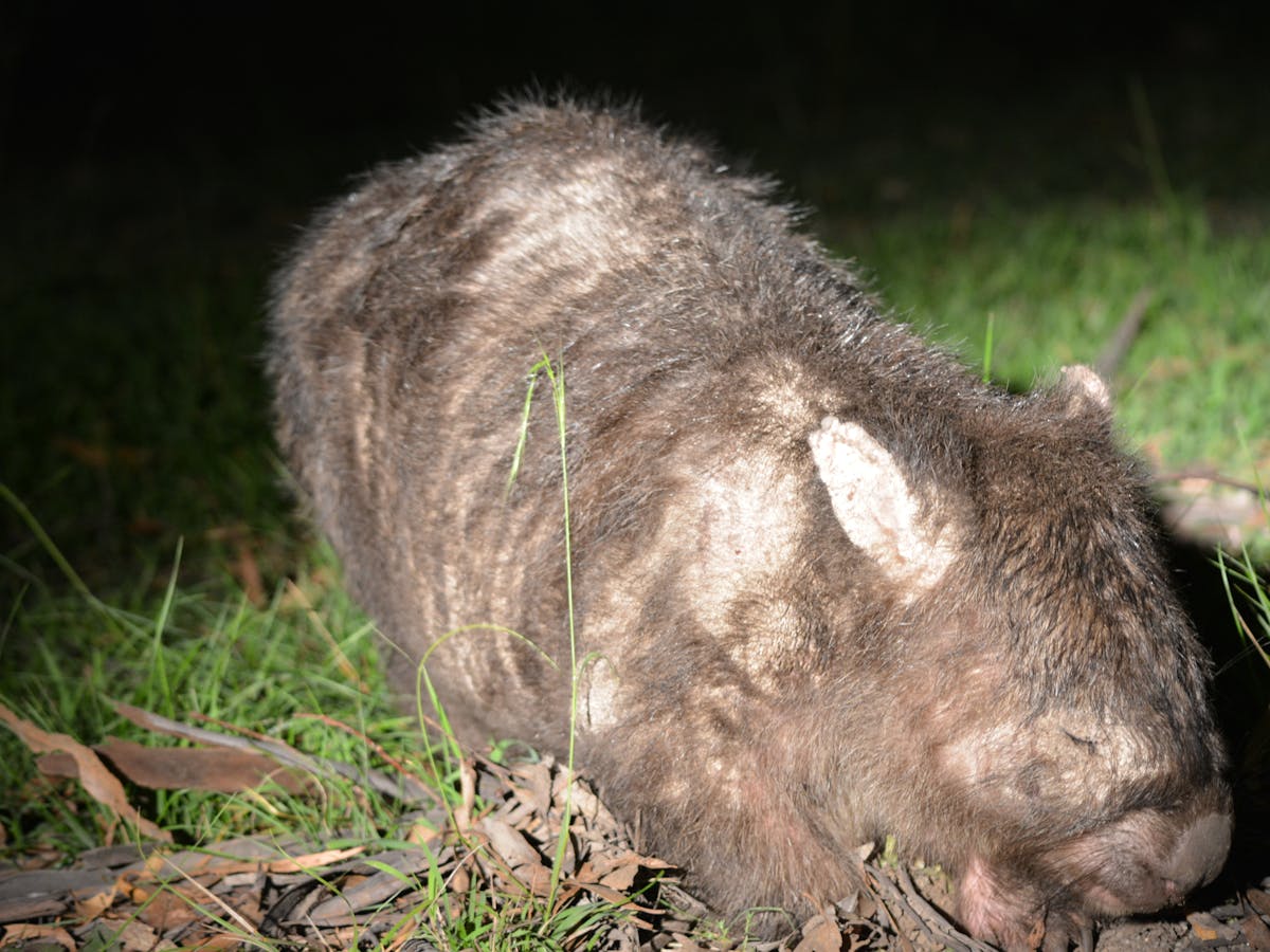 Mangy Marsupials Wombats Are Catching A Deadly Disease And We Urgently Need A Plan To Help Them Mangy Marsupials Wombats Are Catching A Deadly Disease And We Urgently Need A Plan To Help Them