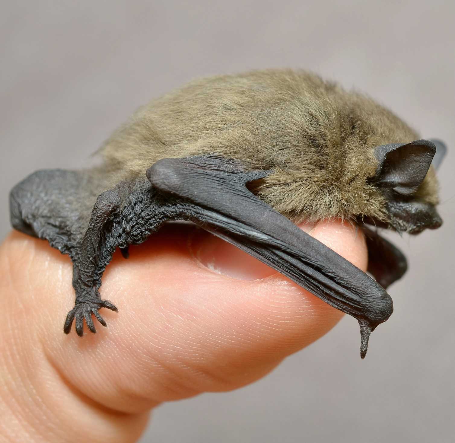 In defence of bats: beautifully designed mammals that should be left in