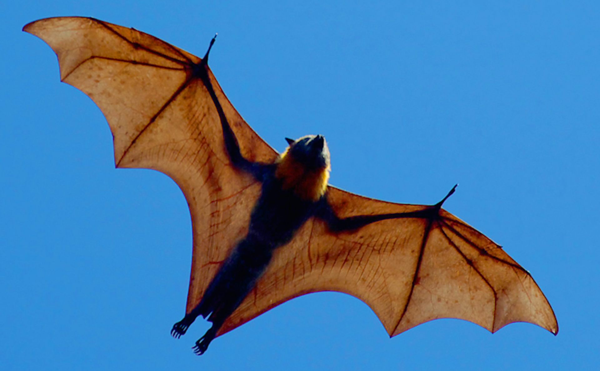 flying bat