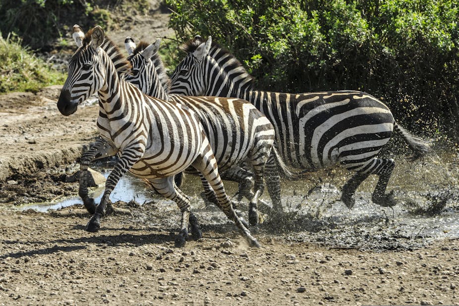 Motion dazzle: spotting the patterns that help animals outsmart predators  on the run