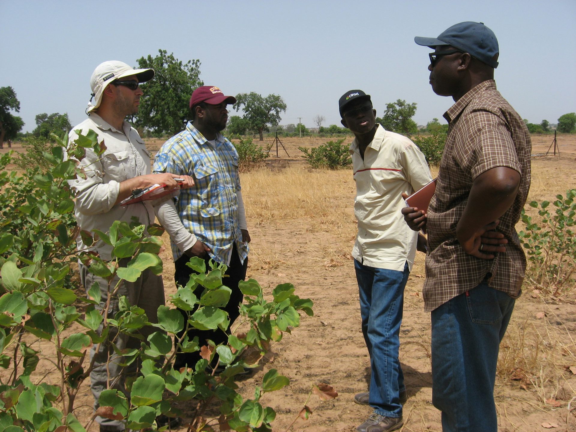 Native shrubs: a simple fix for drought-stricken crops in Sub-Saharan ...