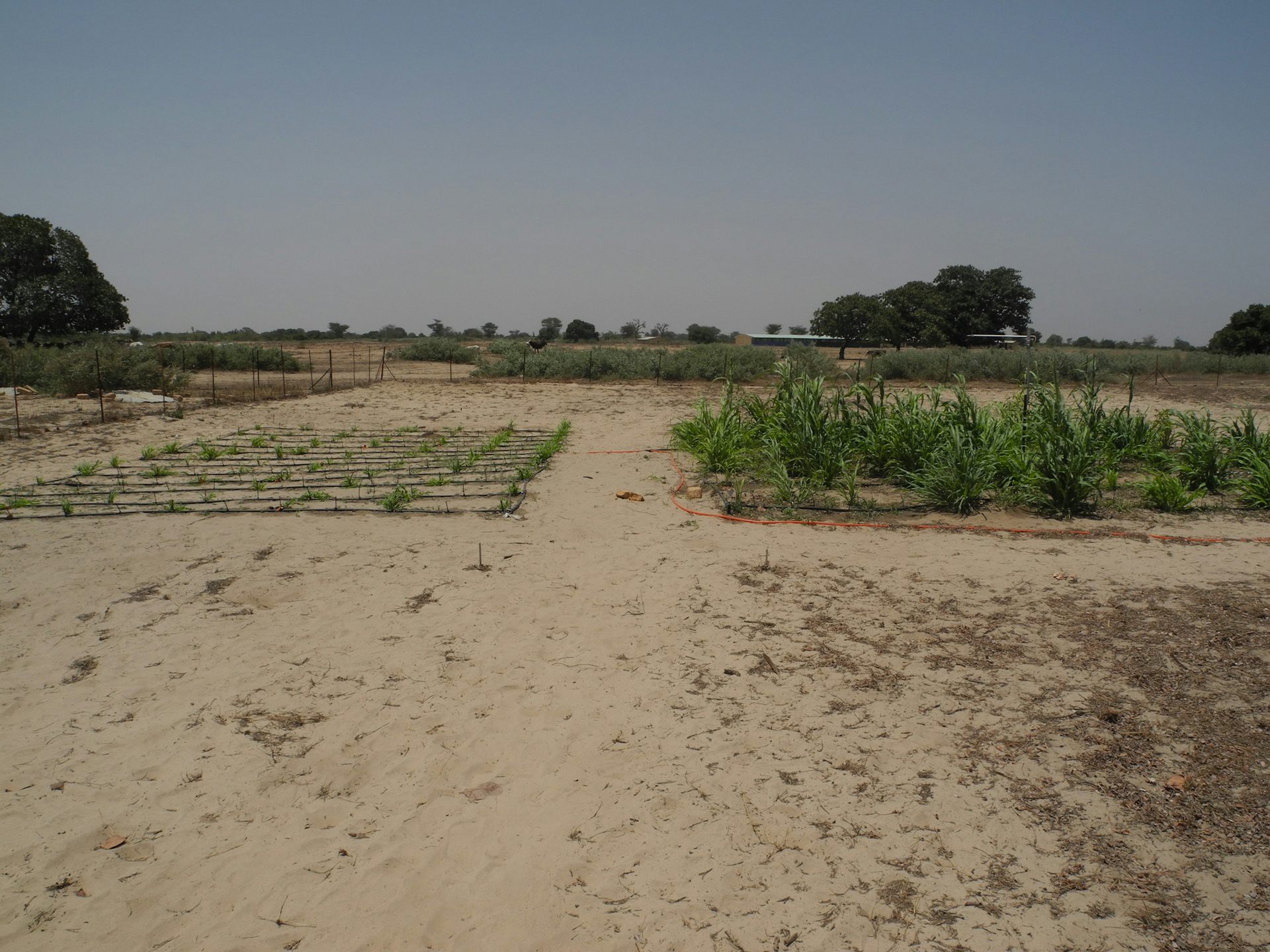 Native shrubs: a simple fix for drought-stricken crops in Sub-Saharan ...