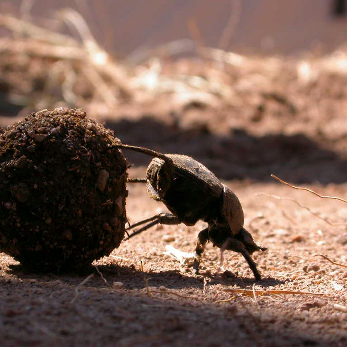 Five Things Dung Beetles Do With A Piece Of Poo Five Things Dung Beetles Do With A Piece Of Poo