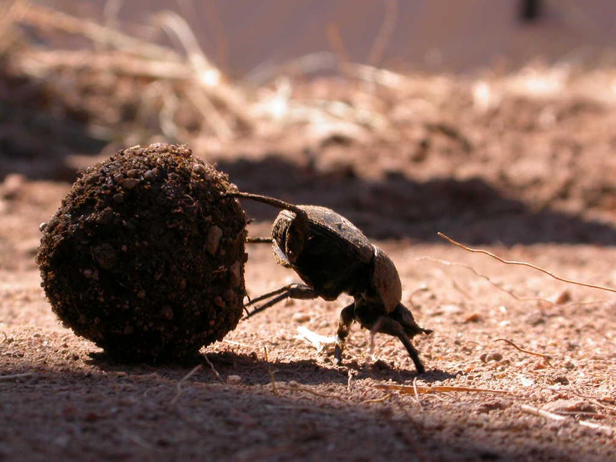 Five things dung beetles do with a piece of poo
