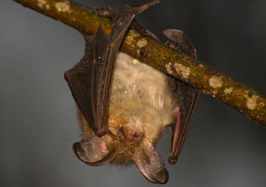 Many batslong commutes here #39 s how to help them Many batslong commutes here #39 s how to help them