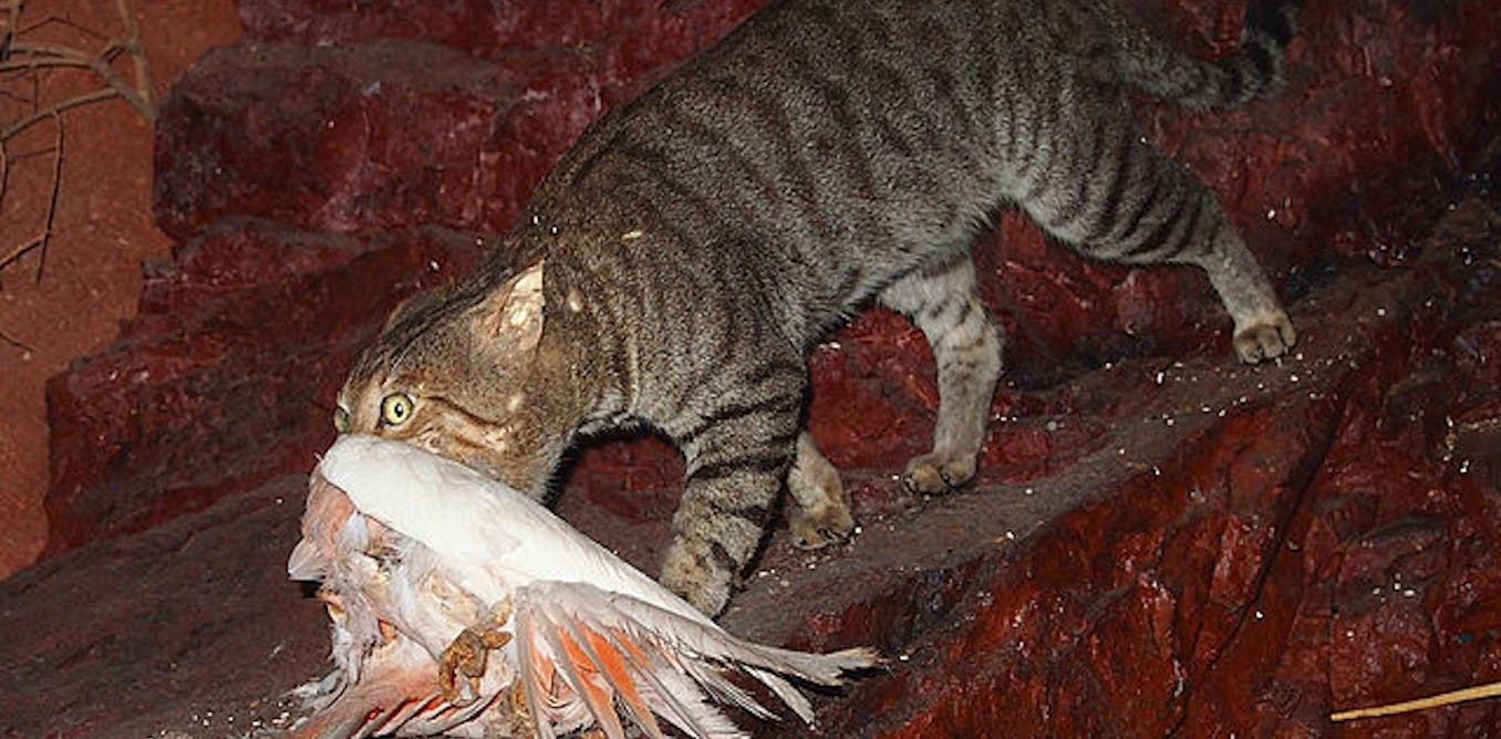 Australia S War On Feral Cats Shaky Science Missing Ethics