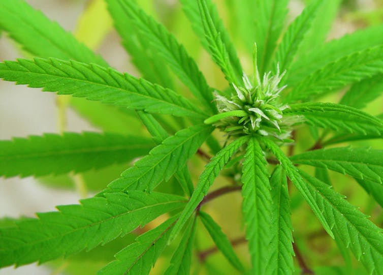 drug legalisation essay
