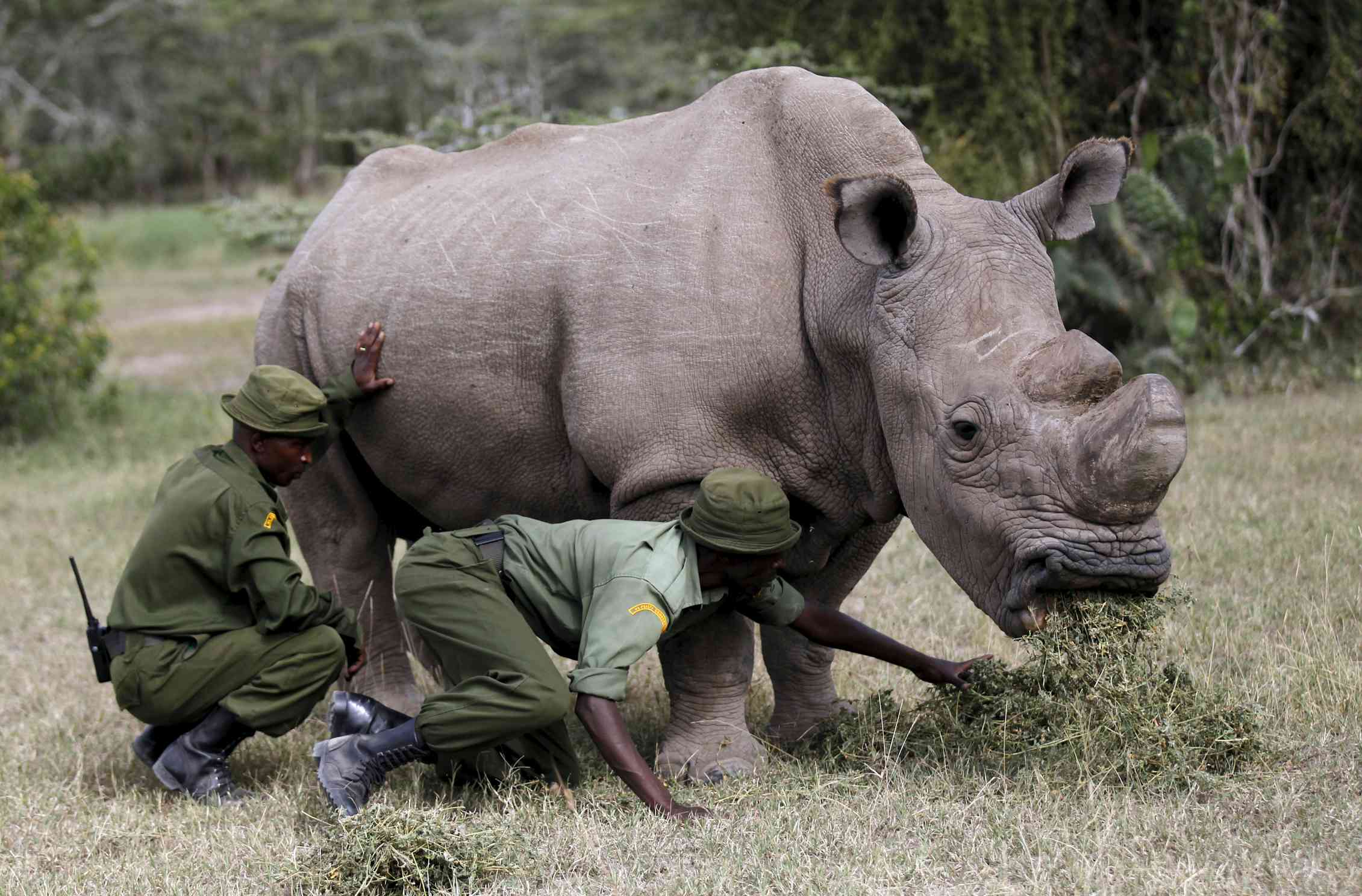 Spycam rhinos to take on poachers with devices hidden in their horns
