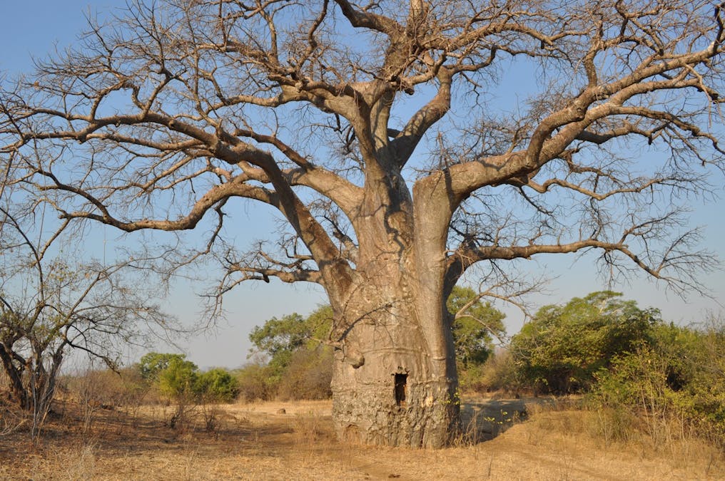 Baobab Trees Trace The African Diaspora Across The Indian Ocean