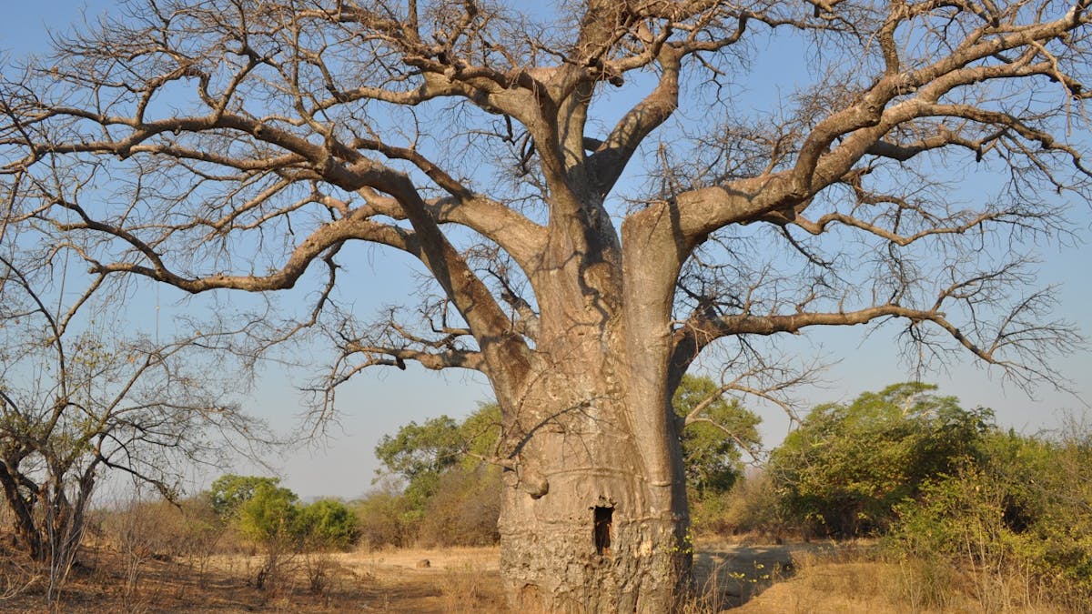 Baobab Trees Trace The African Diaspora Across The Indian Ocean Baobab Trees Trace The African Diaspora Across The Indian Ocean