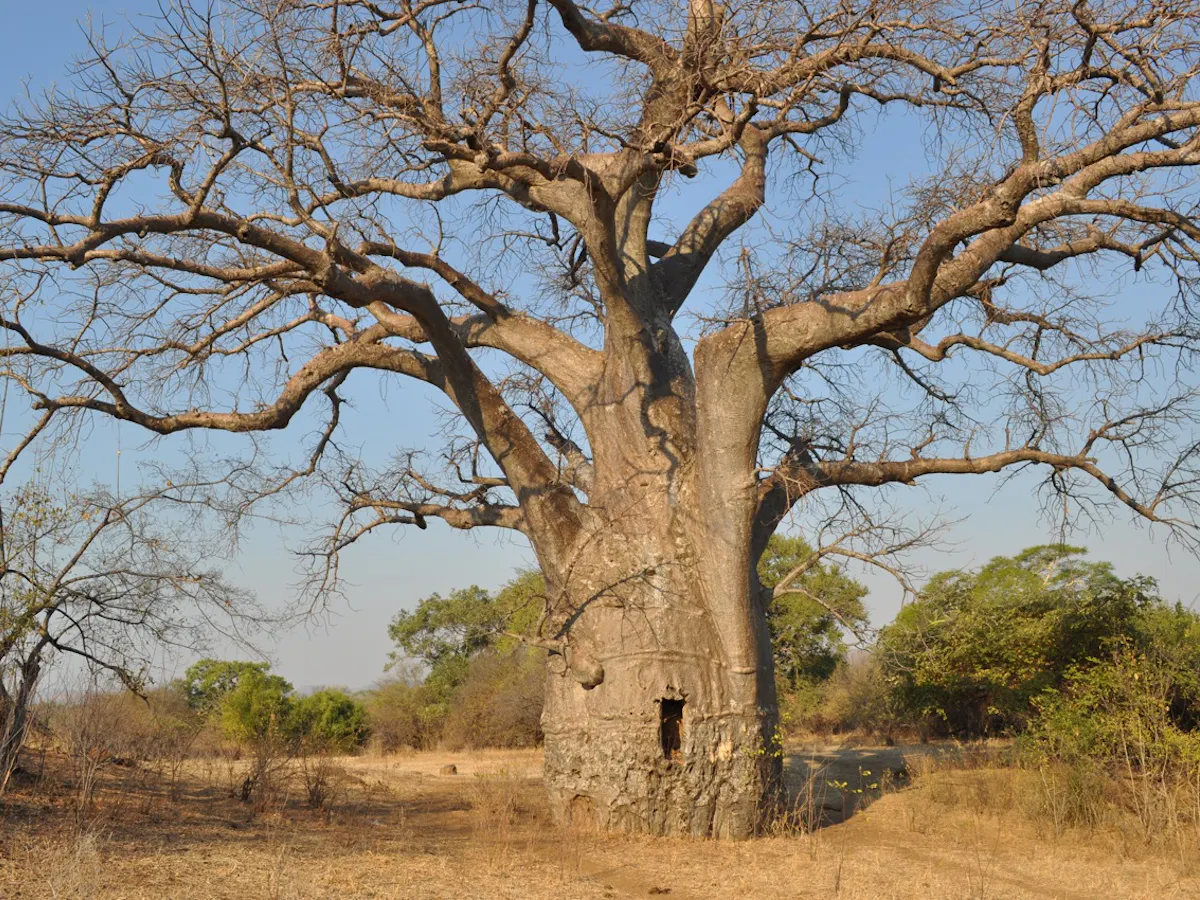 Baobab Trees Trace The African Diaspora Across The Indian Ocean Baobab Trees Trace The African Diaspora Across The Indian Ocean
