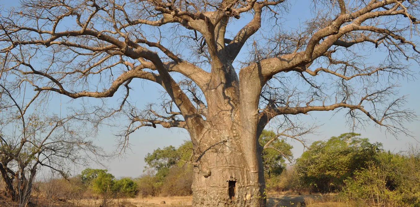 Baobab Trees Trace The African Diaspora Across The Indian Ocean baobab-trees-trace-the-african-diaspora-across-the-indian-ocean