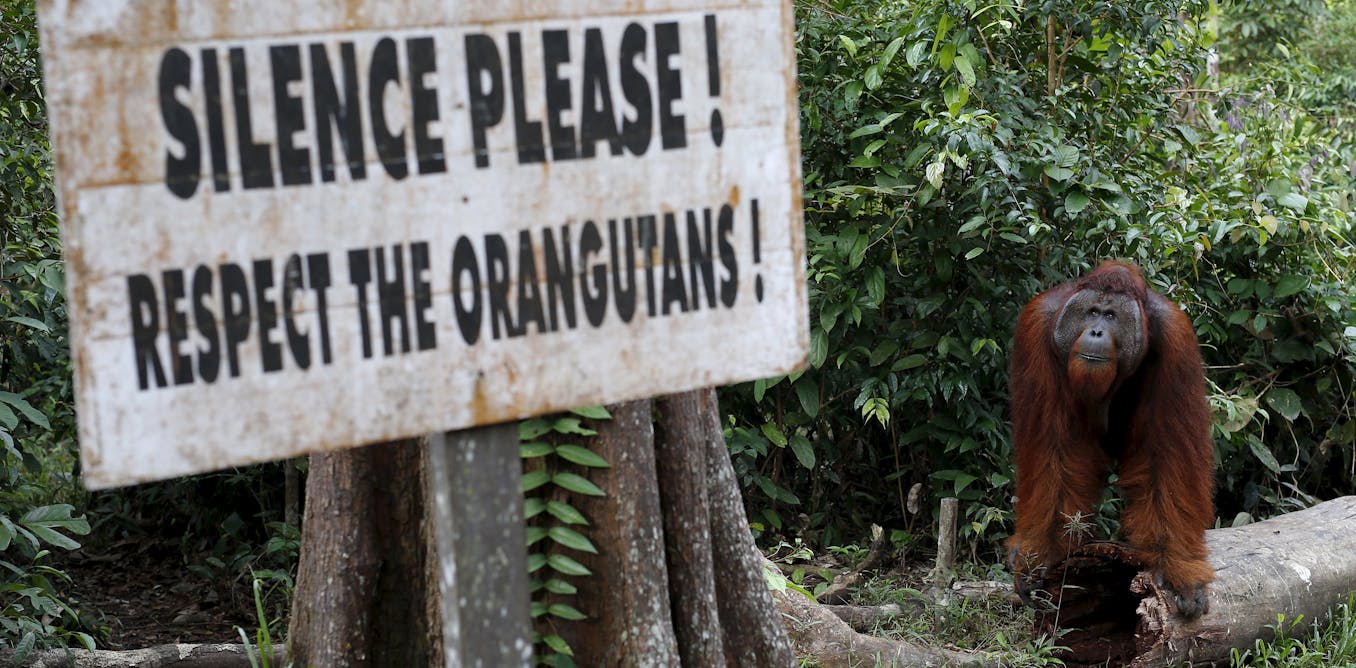 Orangutans need more than your well-meaning clicktivism