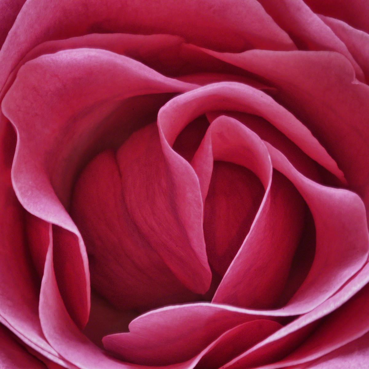 Why Do People Feel A Rose By Any Other Name Wouldn T Fit As Well