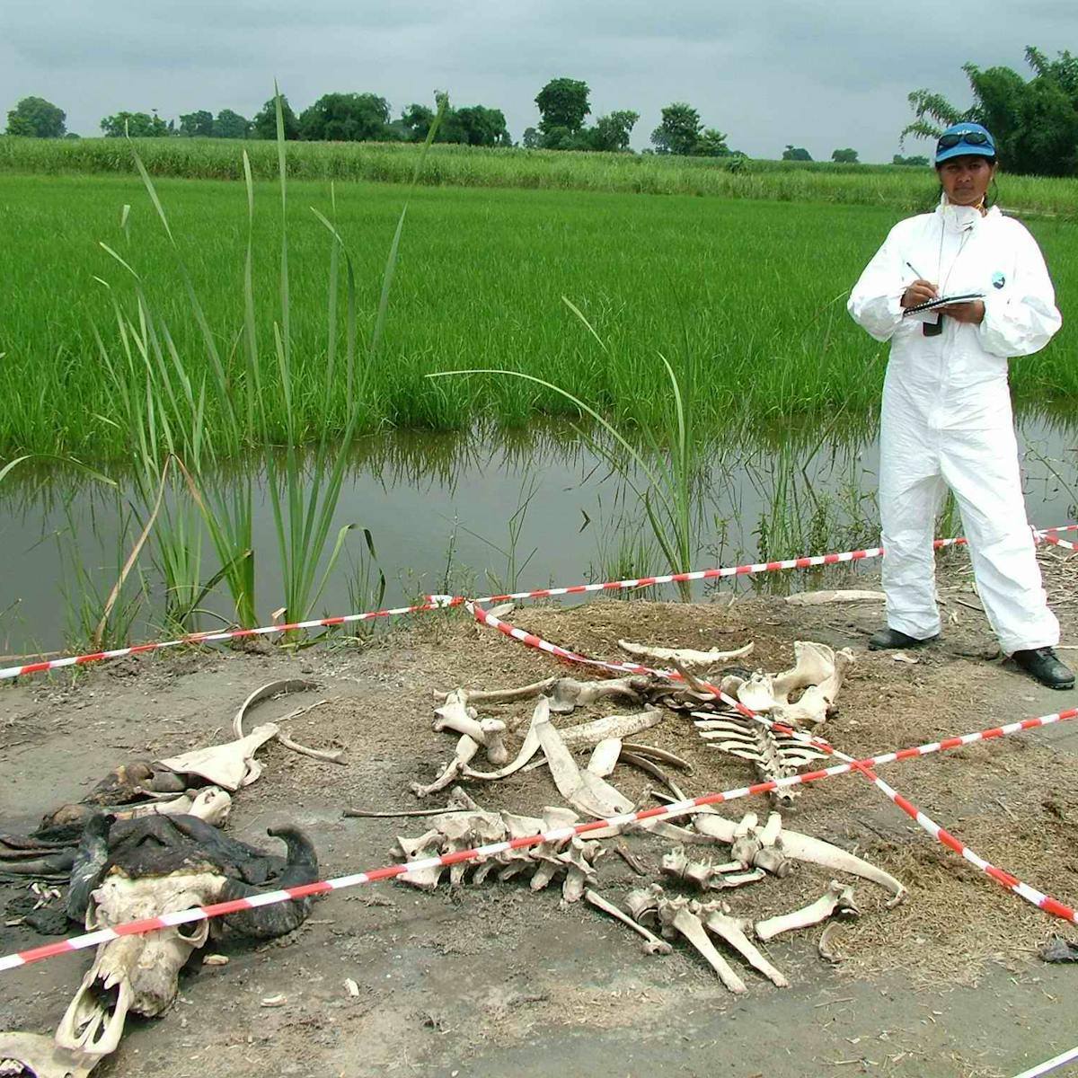 The Smell Of Death Its Chemical Pattern Could Become A Powerful Forensic Tool