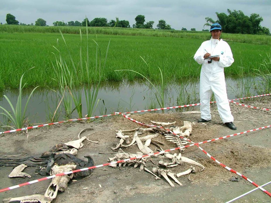The Smell Of Death Its Chemical Pattern Could Become A Powerful Forensic Tool