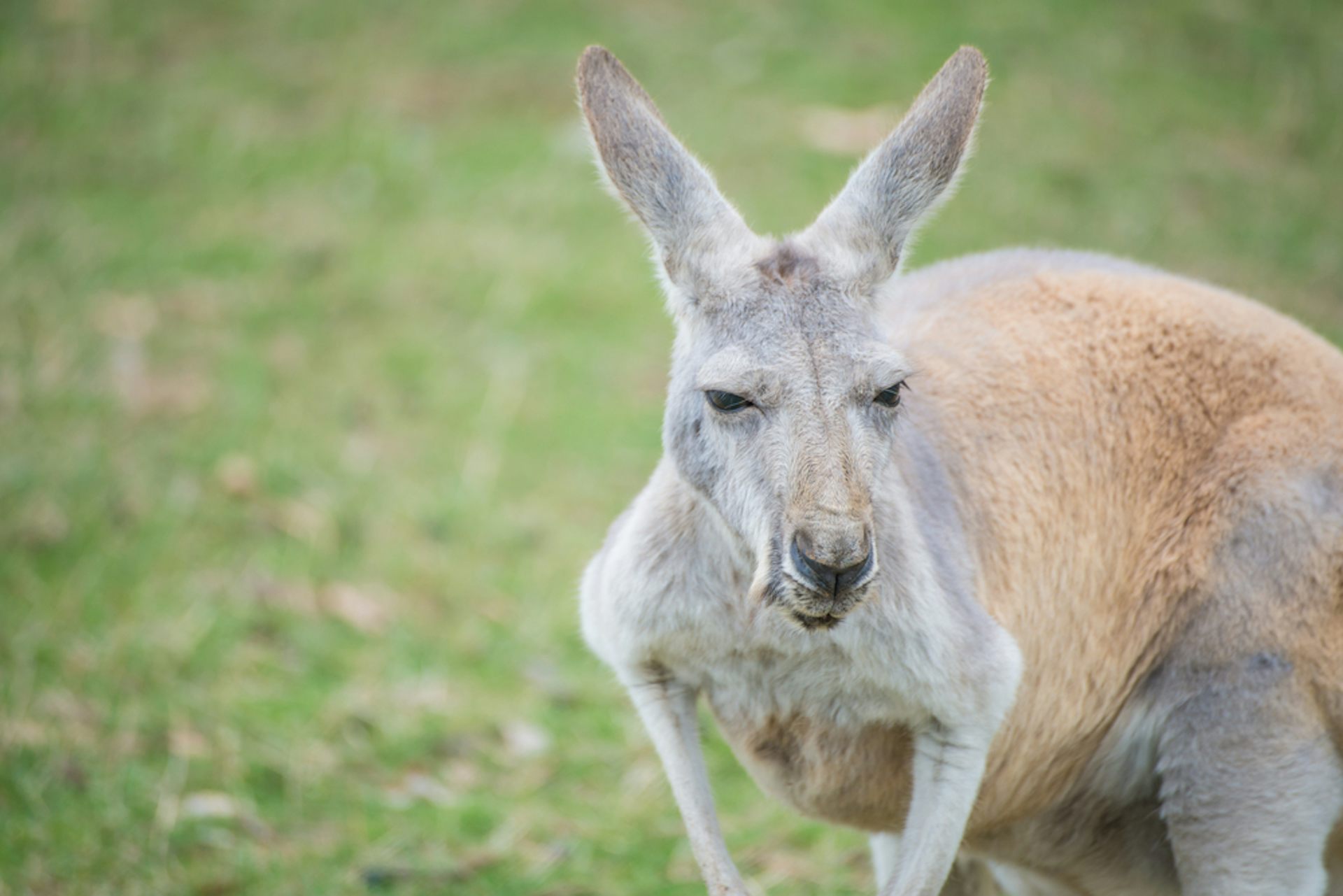 Bans on kangaroo products are a case of emotion trumping science