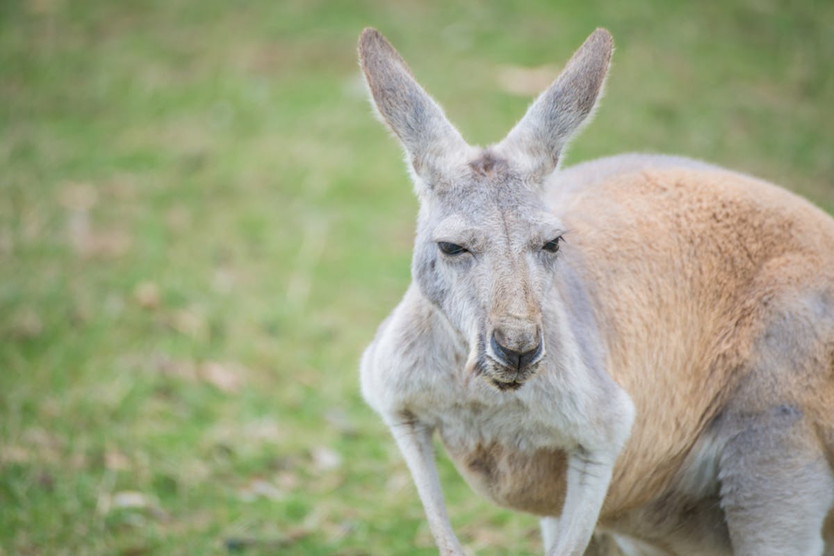 Bans on kangaroo products are a case of emotion trumping science