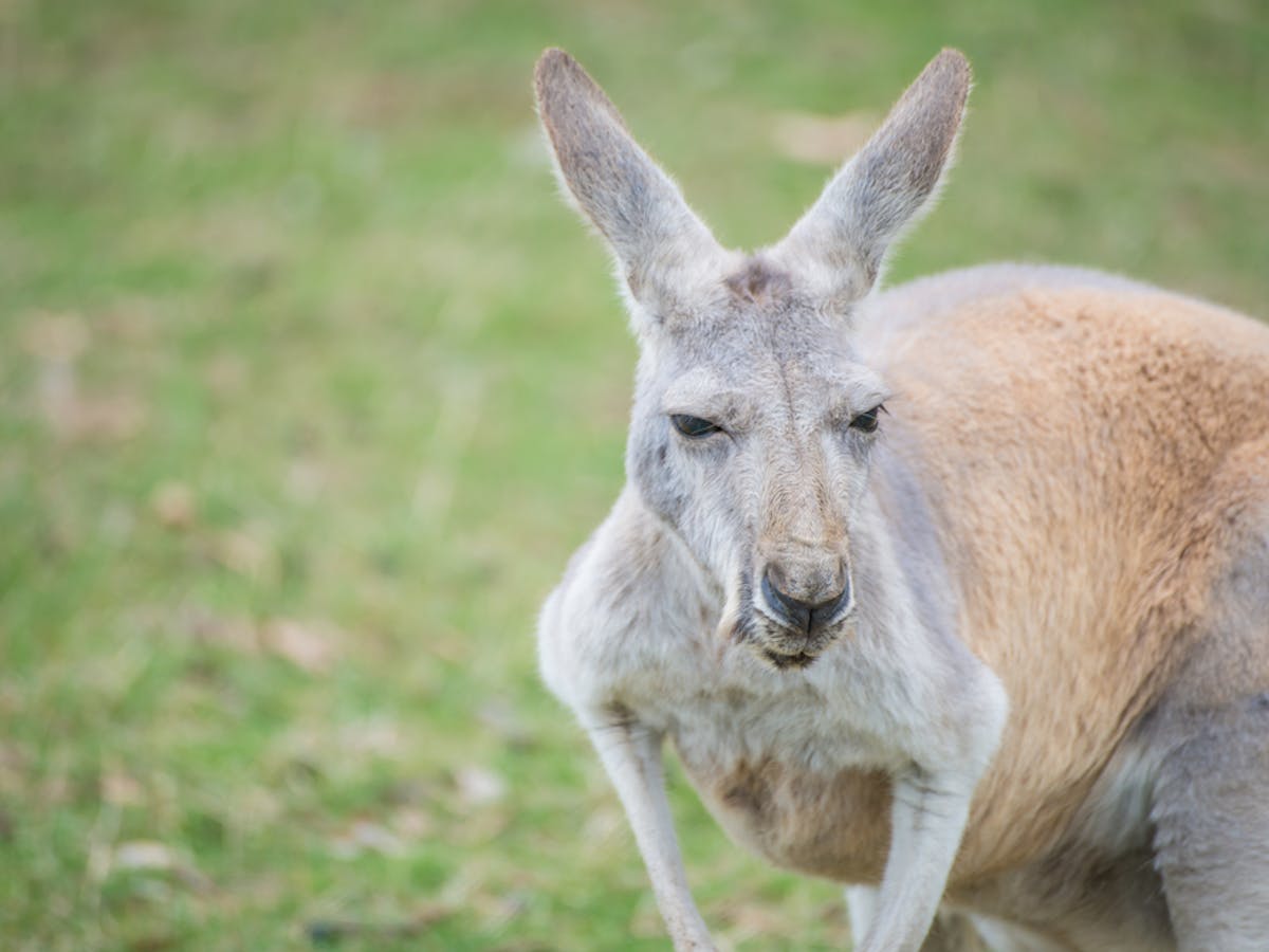 Bans on kangaroo products are a case of emotion trumping science