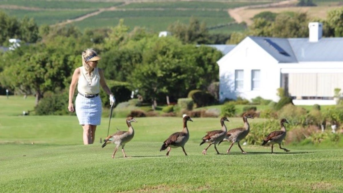 How To Keep Geese Off Golfing Greens