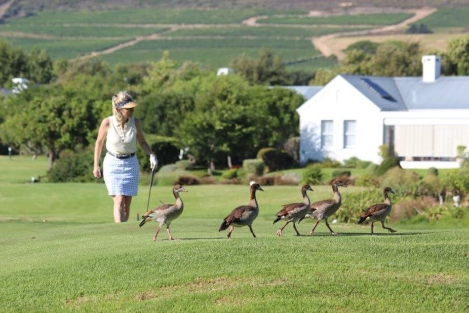 how to get rid of geese on a golf course