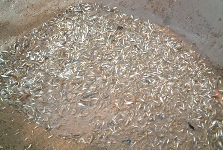 Pathogen-carrying invasive fish from China threatens US waterways