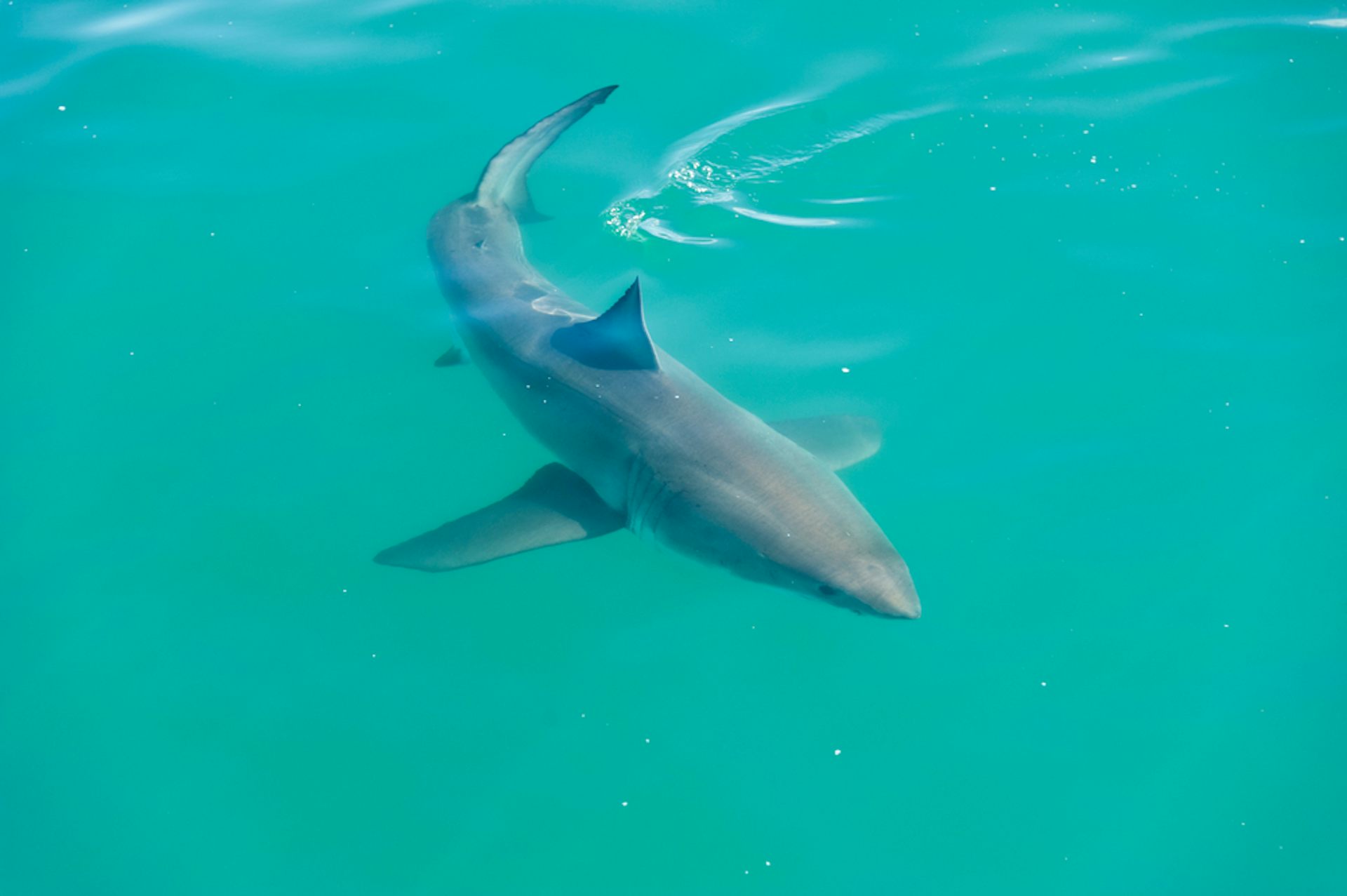 Shields and smart buoys new technology to protect sharks and people