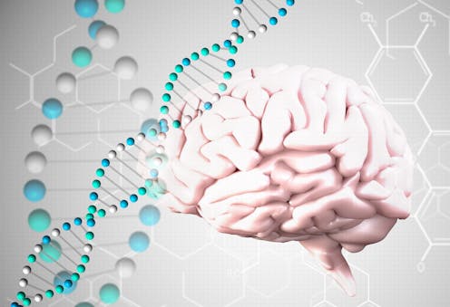 If Genes Dont Turn Off Brains Wiring >> Brains Work Via Their Genes Just As Much As Their Neurons If Genes Dont Turn Off Brains Wiring >> Brains Work Via Their Genes Just As Much As Their Neurons