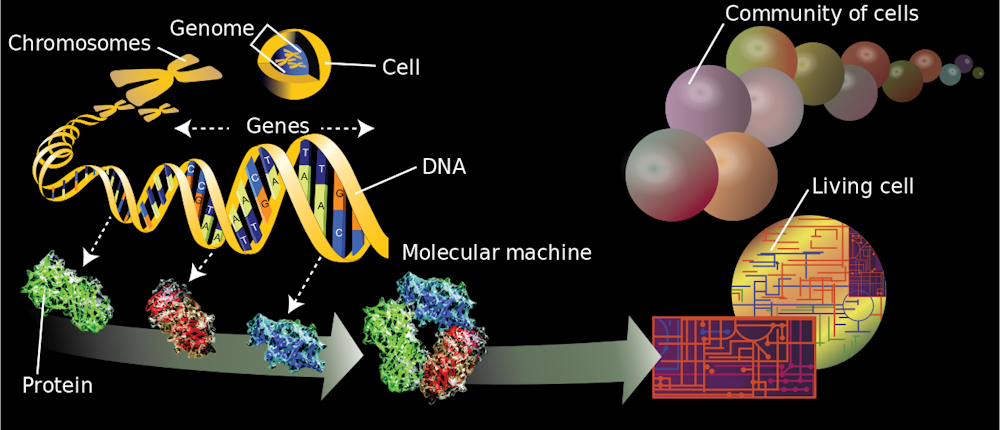 Brains Work Via Their Genes Just As Much As Their Neurons Brains Work Via Their Genes Just As Much As Their Neurons