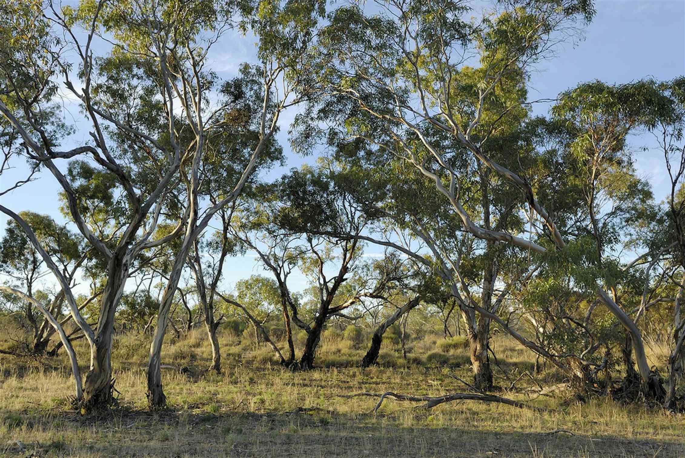 Australia's vast and dynamic forest cover: a bird's-eye view