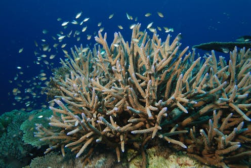 Comment Le Rechauffement Risque De Tuer Le Corail Comment Le Rechauffement Risque De Tuer Le Corail