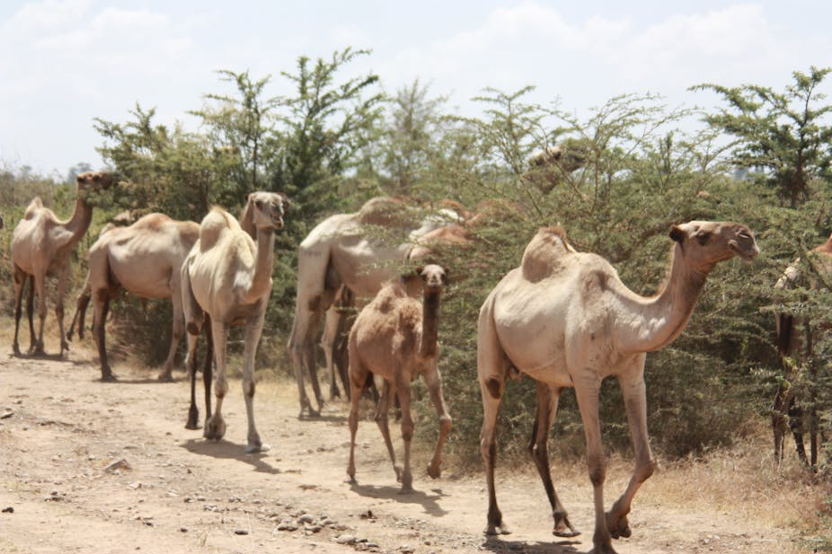 Studying African Camels Is Key To Learning More About The MERS Virus Studying African Camels Is Key To Learning More About The MERS Virus