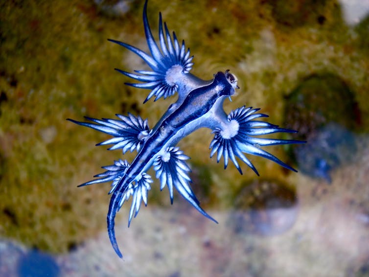 The blue bottles are coming, but what exactly are these creatures?
