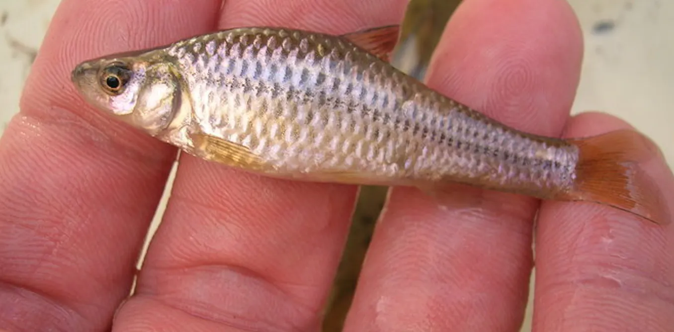 Pathogen-carrying invasive fish from China threatens US waterways