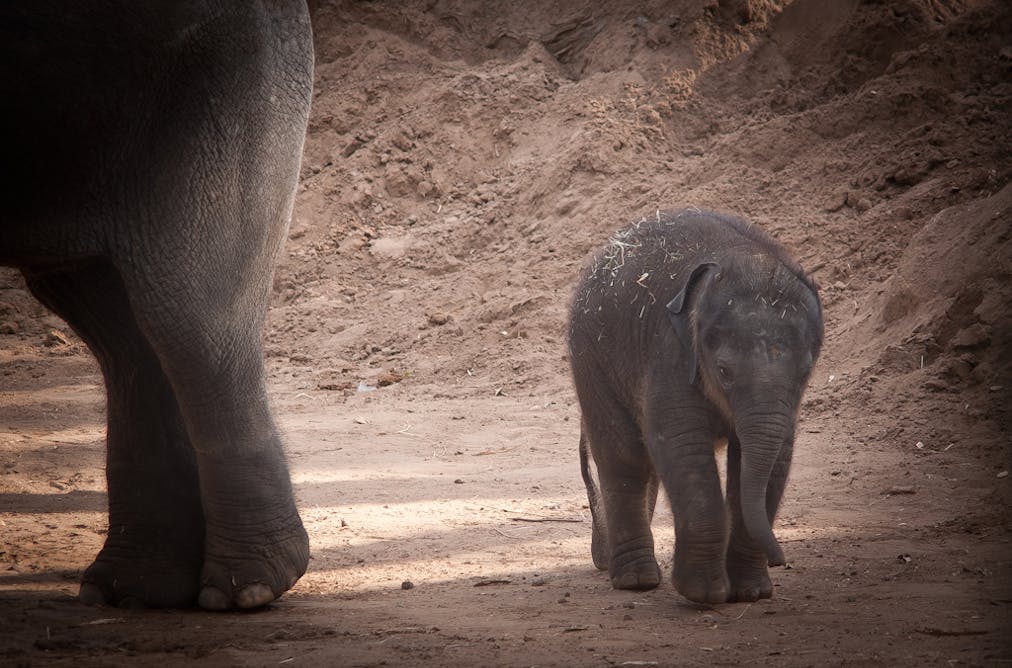 What should we do about the 15,000 Asian elephants still in captivity?