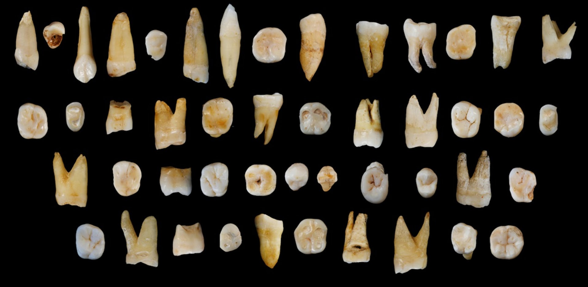 Our Fossil Find Suggests Humans Spread To Asia Way Before They Got To ...