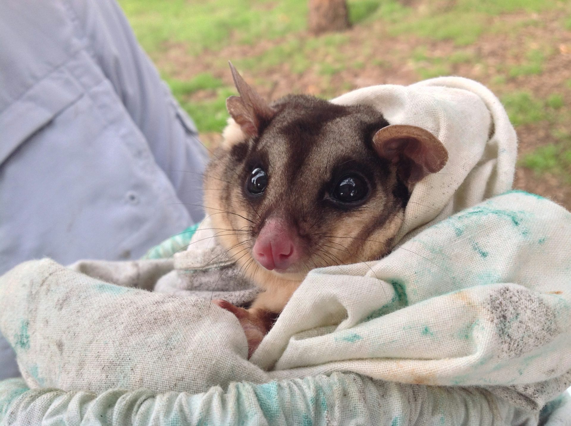 Want Good Conservation Treat Animals Like Trees And Plant