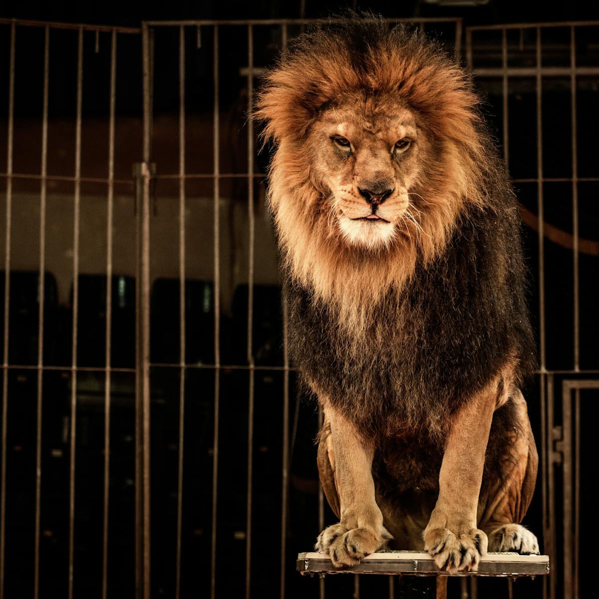 In defence of Britain's last lion tamer