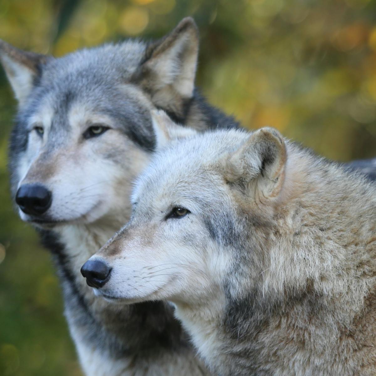 Were Wolves Dependent On Humans Long Before They Became Man S Best Friend Were Wolves Dependent On Humans Long Before They Became Man S Best Friend