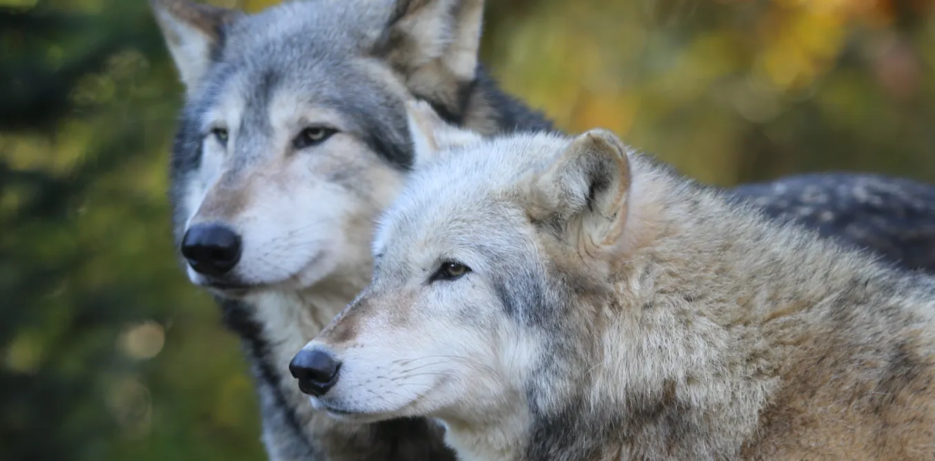 Wolves Following Humans Were wolves dependent on humans long before they became man’s best friend?