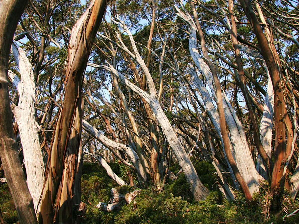 Australia S Vast And Dynamic Forest Cover A Bird S Eye View