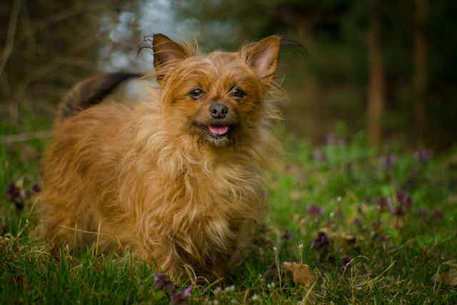 New DNA analysis says your pooch’s ancestors were Central Asian wolves