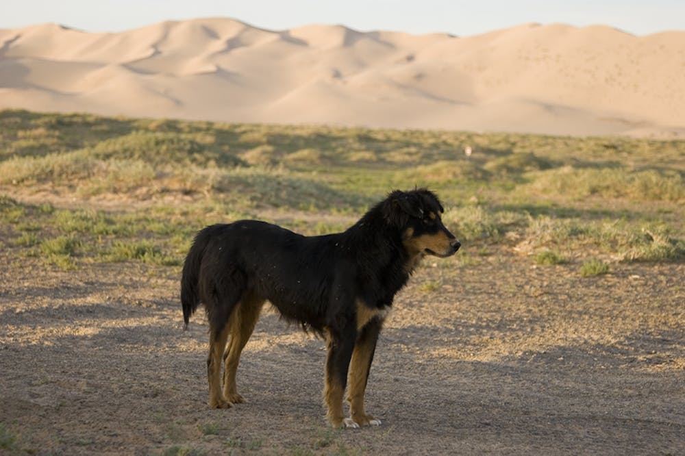 New DNA analysis says your pooch’s ancestors were Central Asian wolves