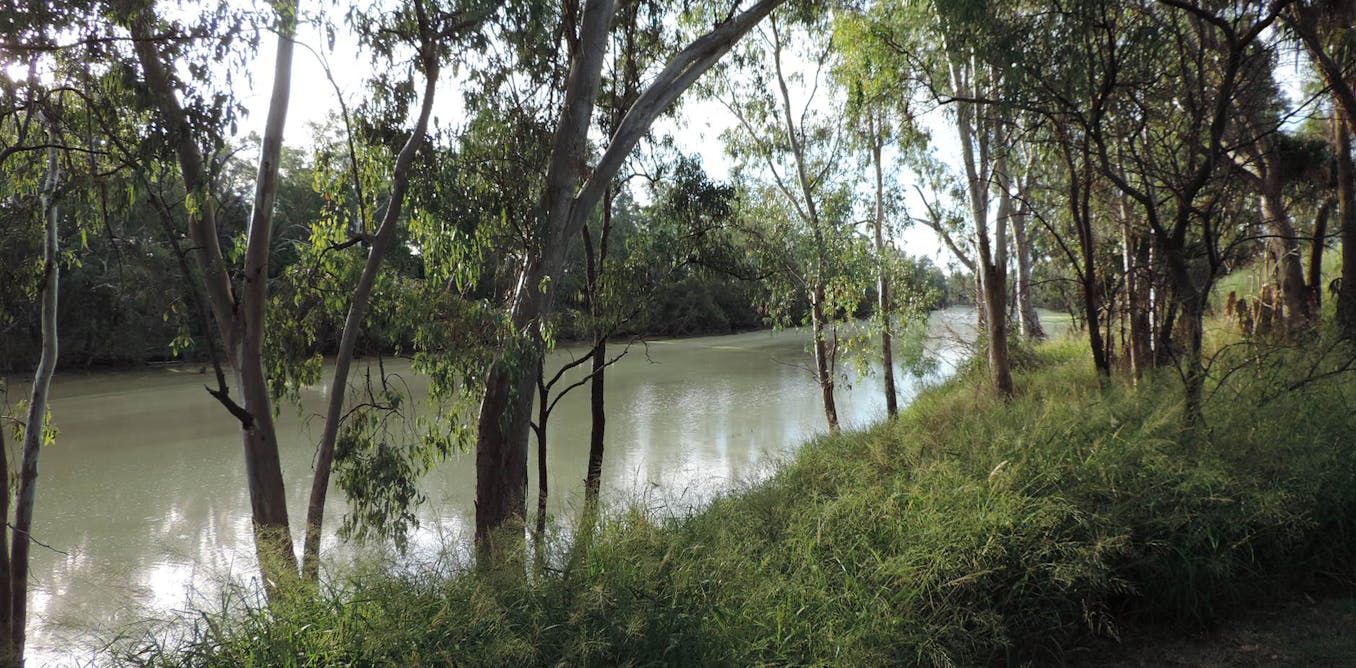 River flows drop as carbon dioxide creates thirstier plants
