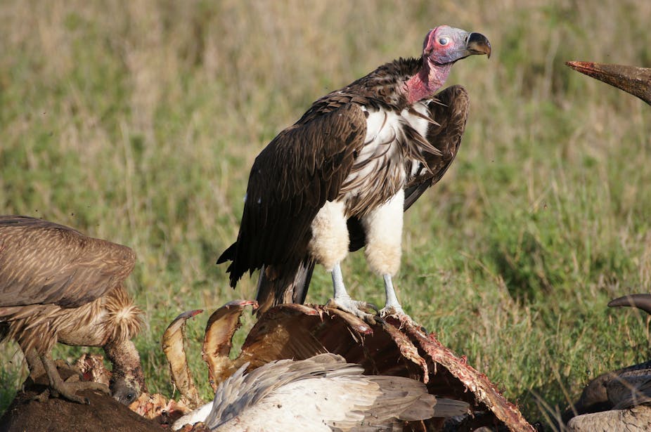 Vultures in crisis: poachers and poison threaten nature's garbage disposers