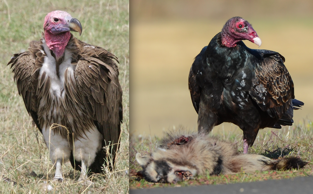 Vultures are not harbingers of death, but partners in cleaning up the  environment, Home and Garden