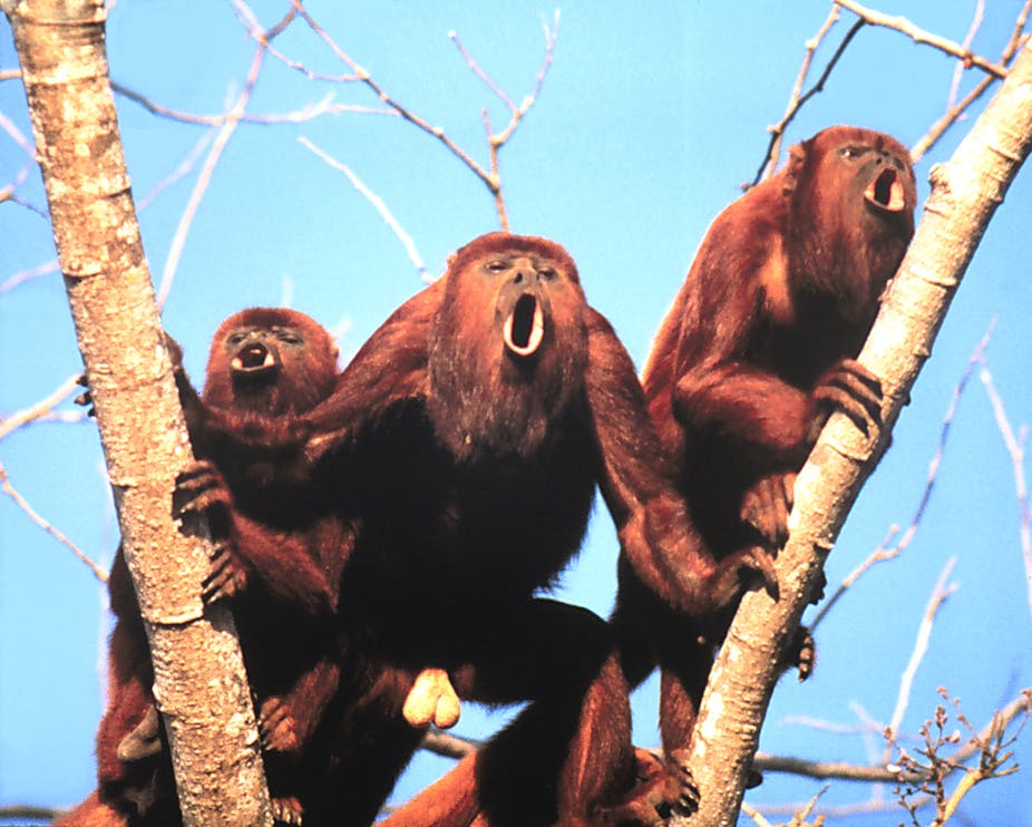 Deep calls or big balls? Howler monkeys are either all mouth, or all  trousers