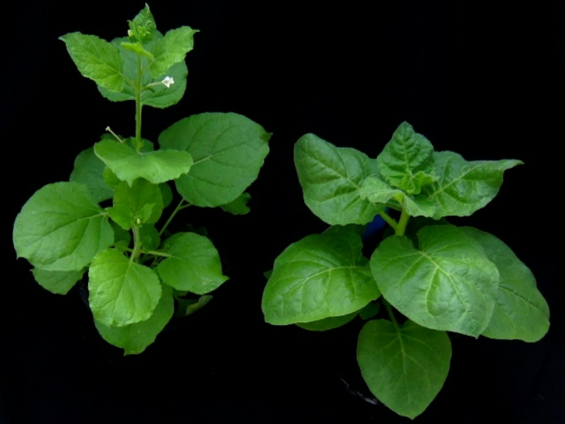 We Need To Stop Australia S Genetic Heritage From Being Taken Overseas