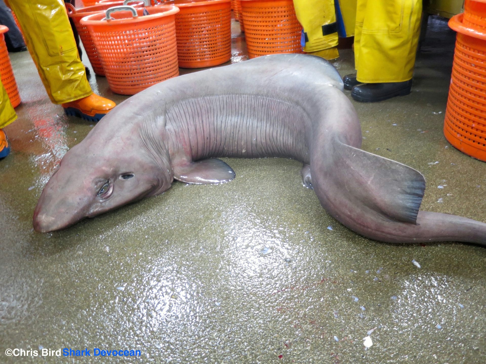 Meet the ghost sharks and deepsea demons that will haunt your dreams