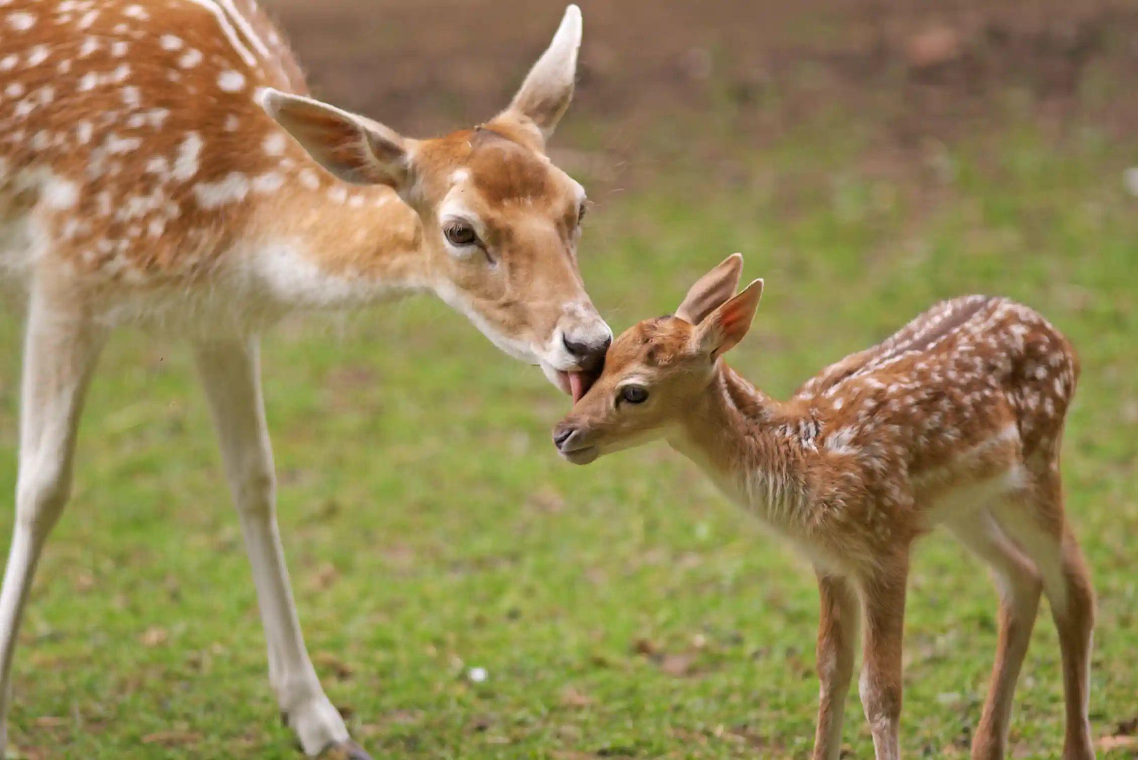 Maternal Instinct And Biology Evolution Ensures We Want Sex Not maternal-instinct-and-biology-evolution-ensures-we-want-sex-not